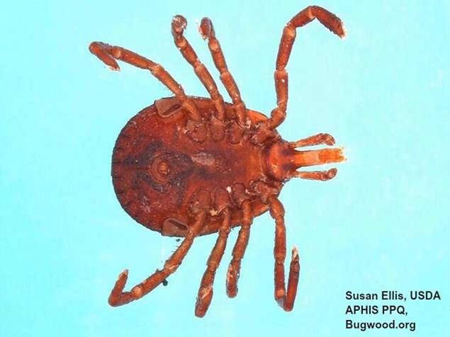 tick extermination columbia